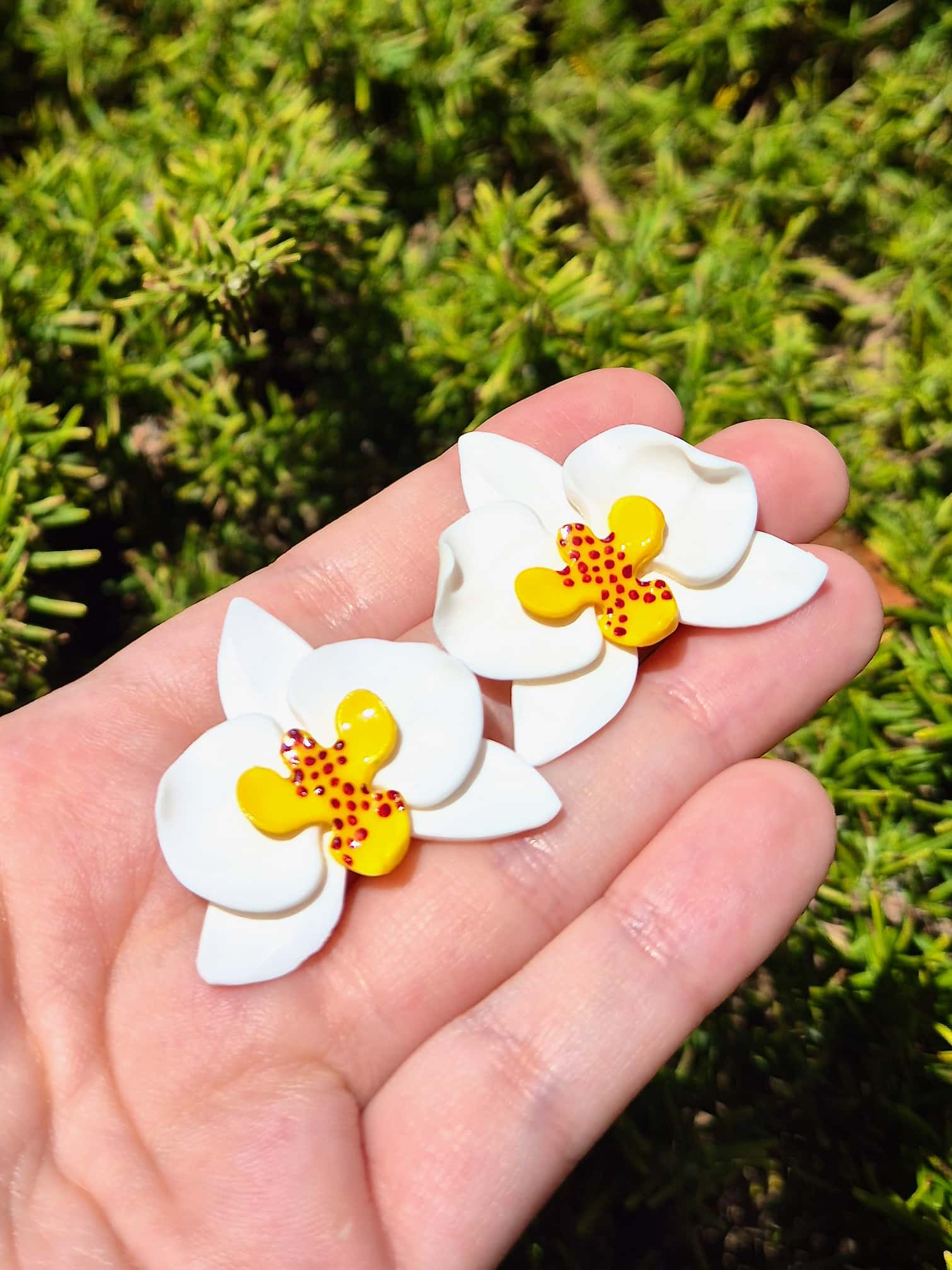 ORQUÍDIA BOTÓ - Imagen 8