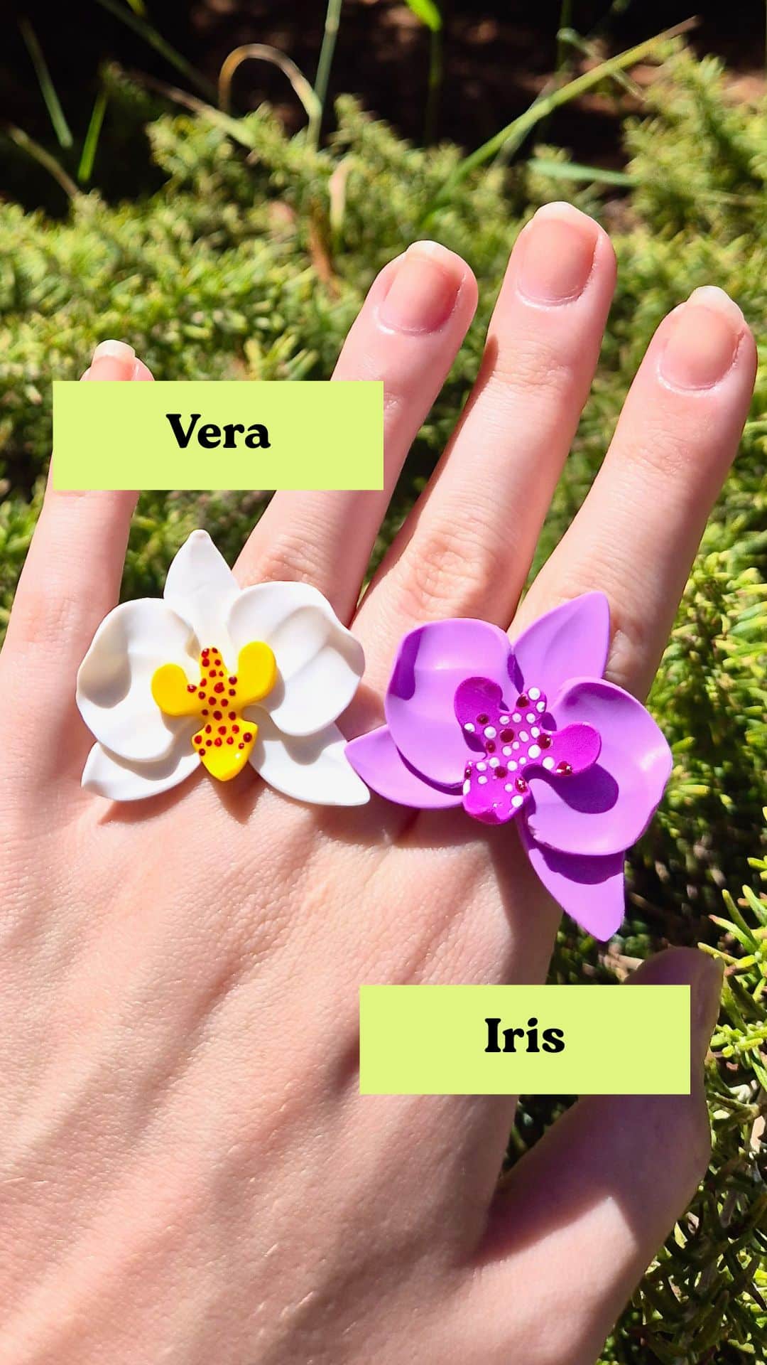 ORQUÍDIA ANELL - Imagen 2